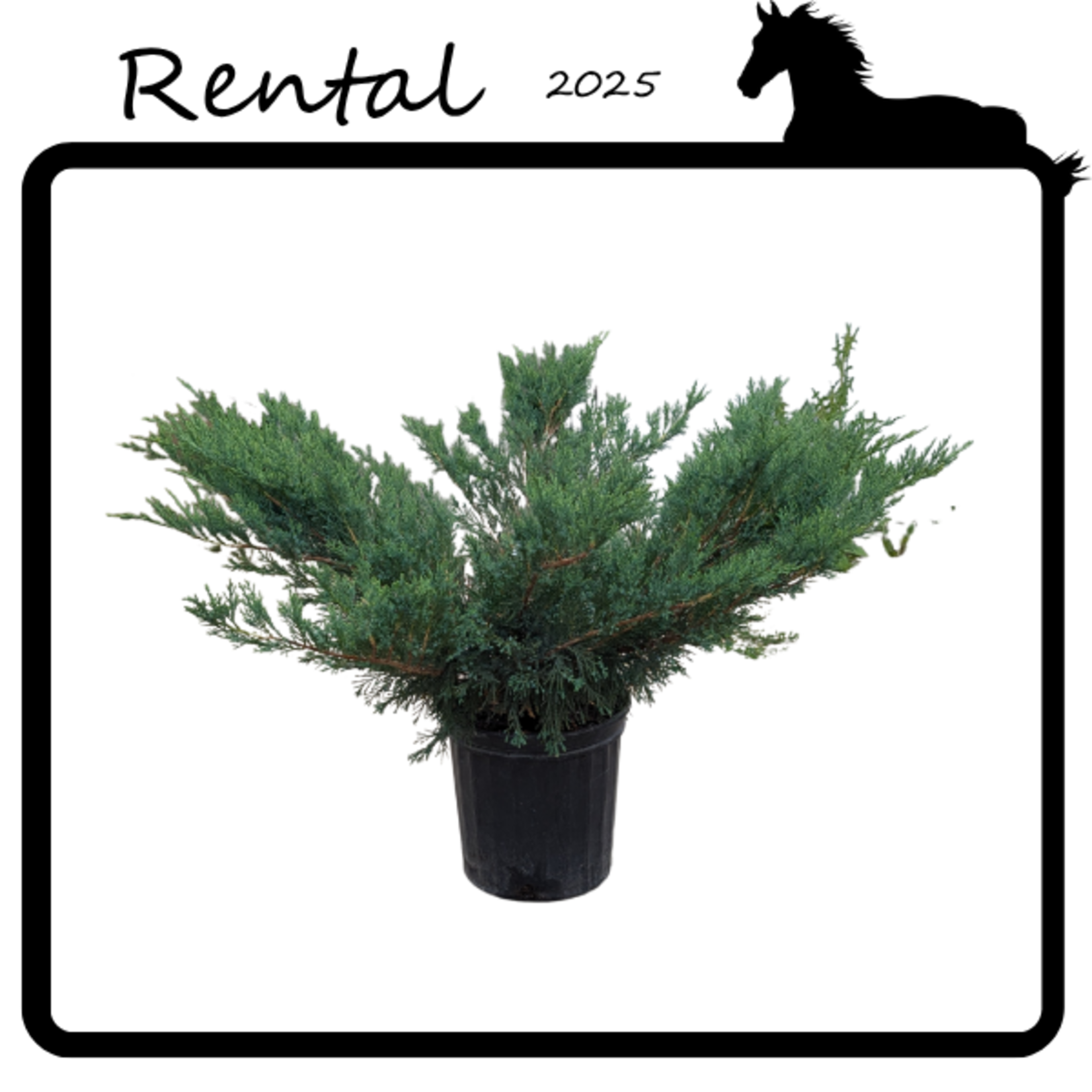 Rental - Juniper #02 - #03 Gallon Nursery Container