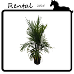 Rental - Majesty Palm