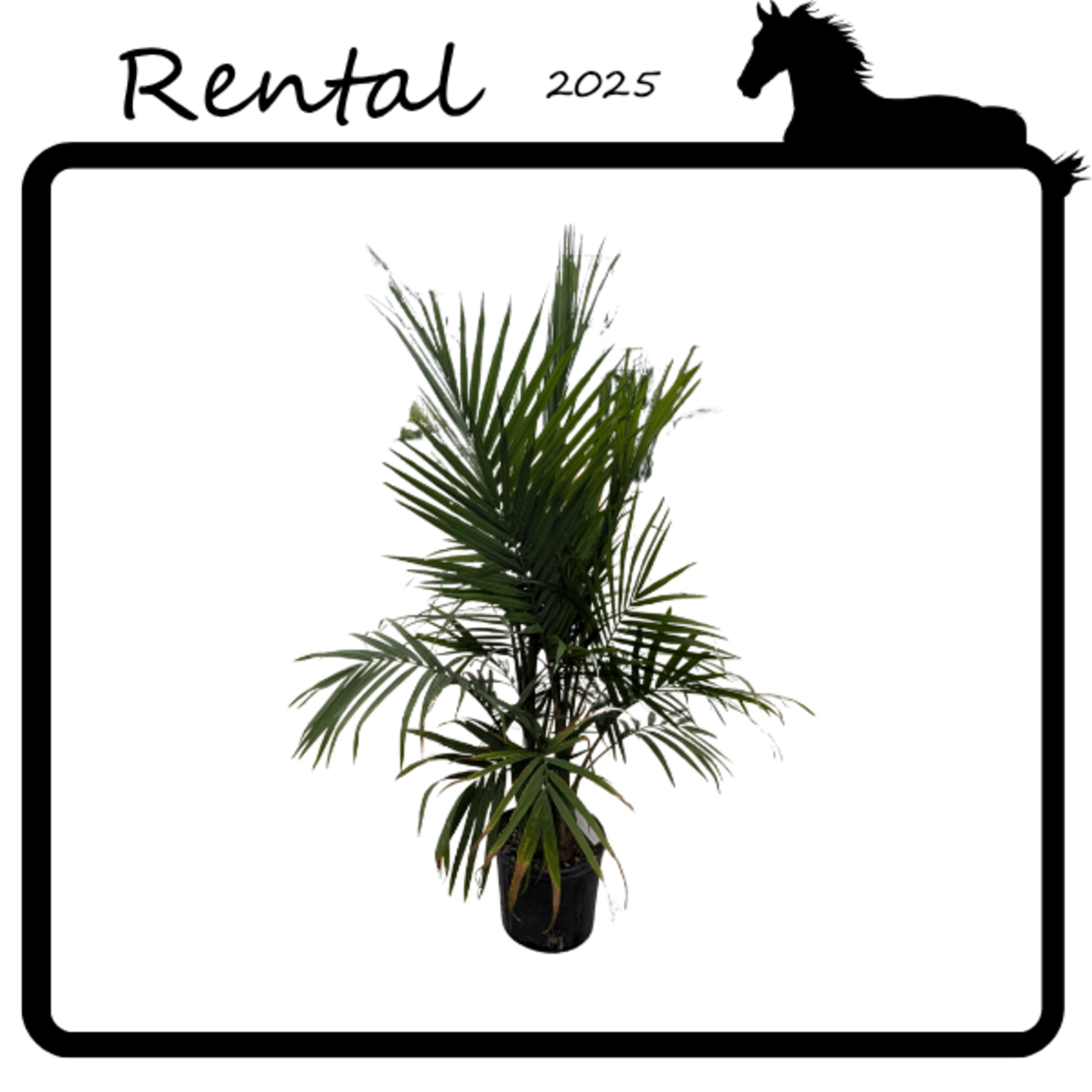 Rental - Majesty Palm