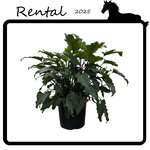 Rental - Philodendron 'deja vu'