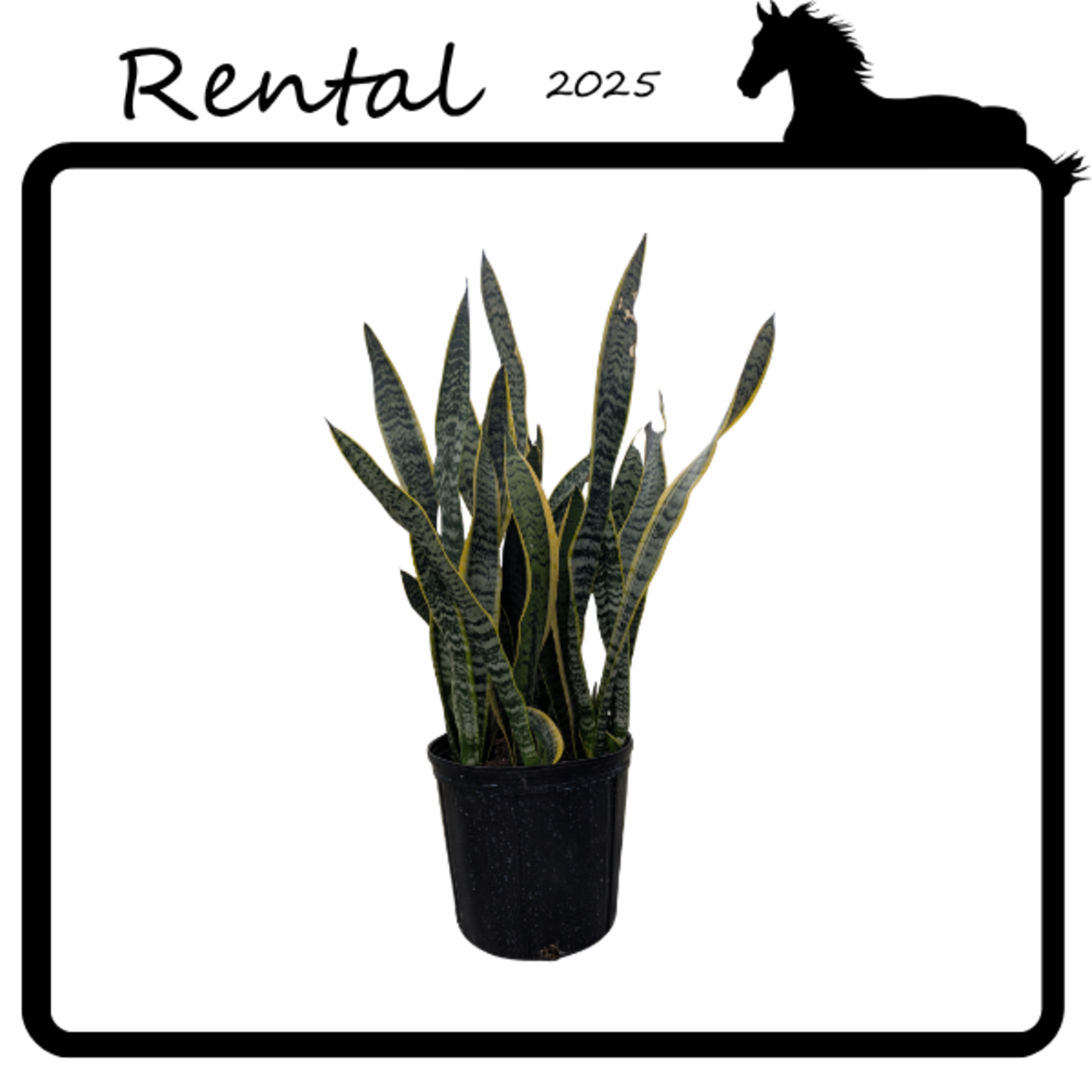 Rental - Sansevieria sp.
