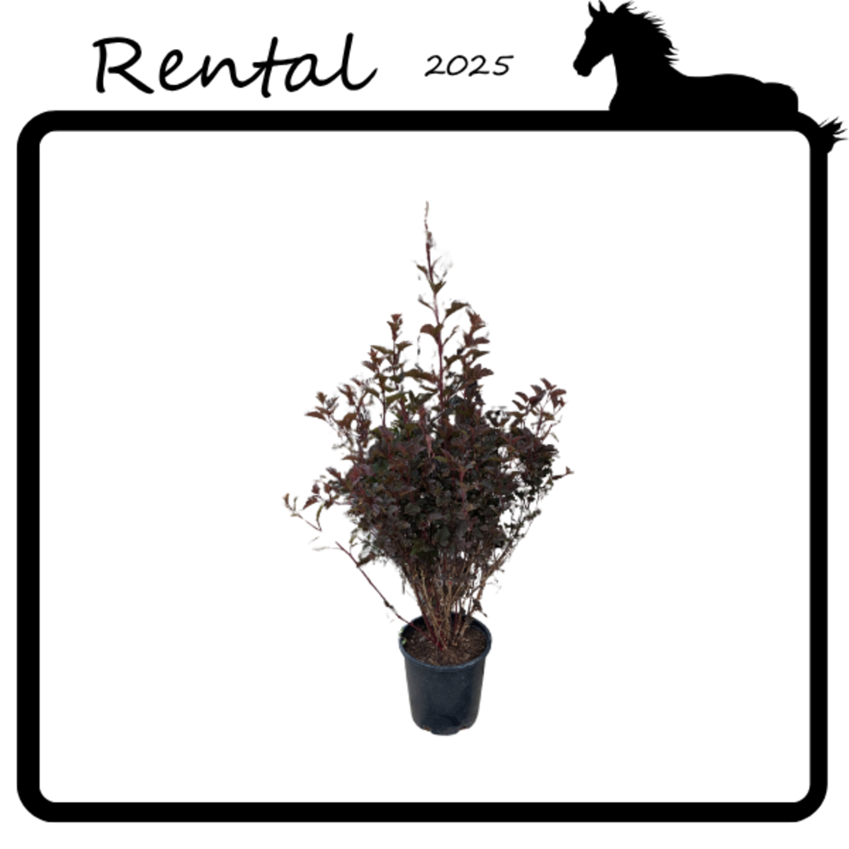 Rental - Wine Ninebark #02 - #03 Gallon Nursery Container