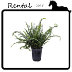 Rental - Kimberly Queen Fern