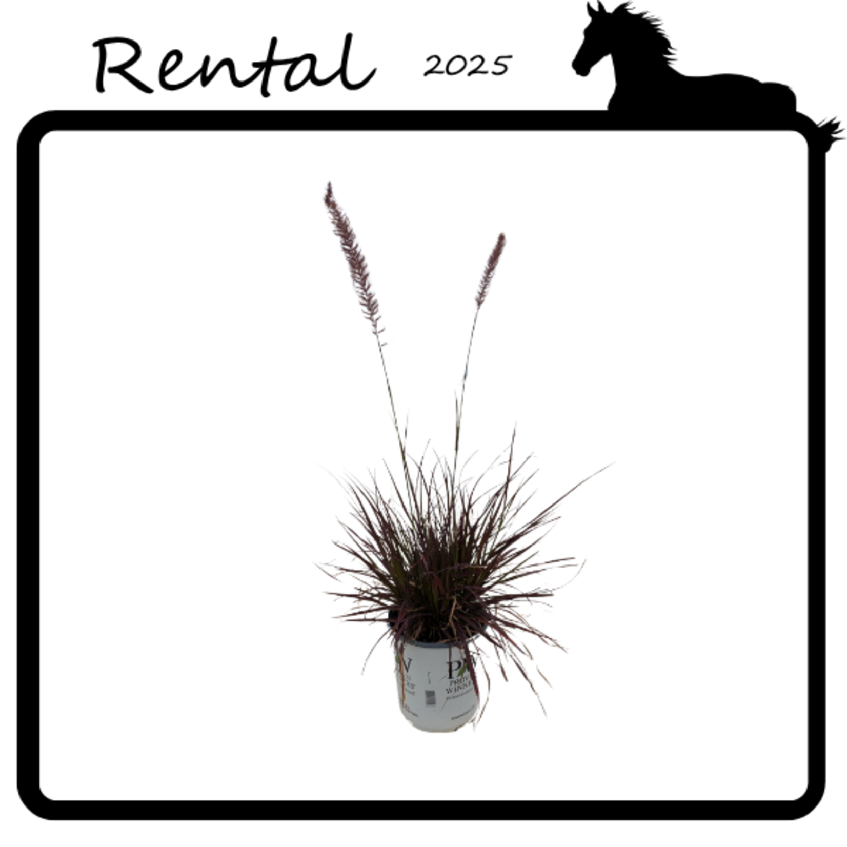 Rental - Purple Fountain Grass #01 Gallon PW Pot