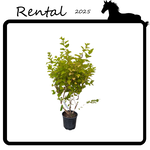 Rental - Lime Ninebark #02 - #03 Gallon Nursery Container