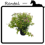 Rental - Goldflame Spirea #02 - #03 Gallon Nursery Container
