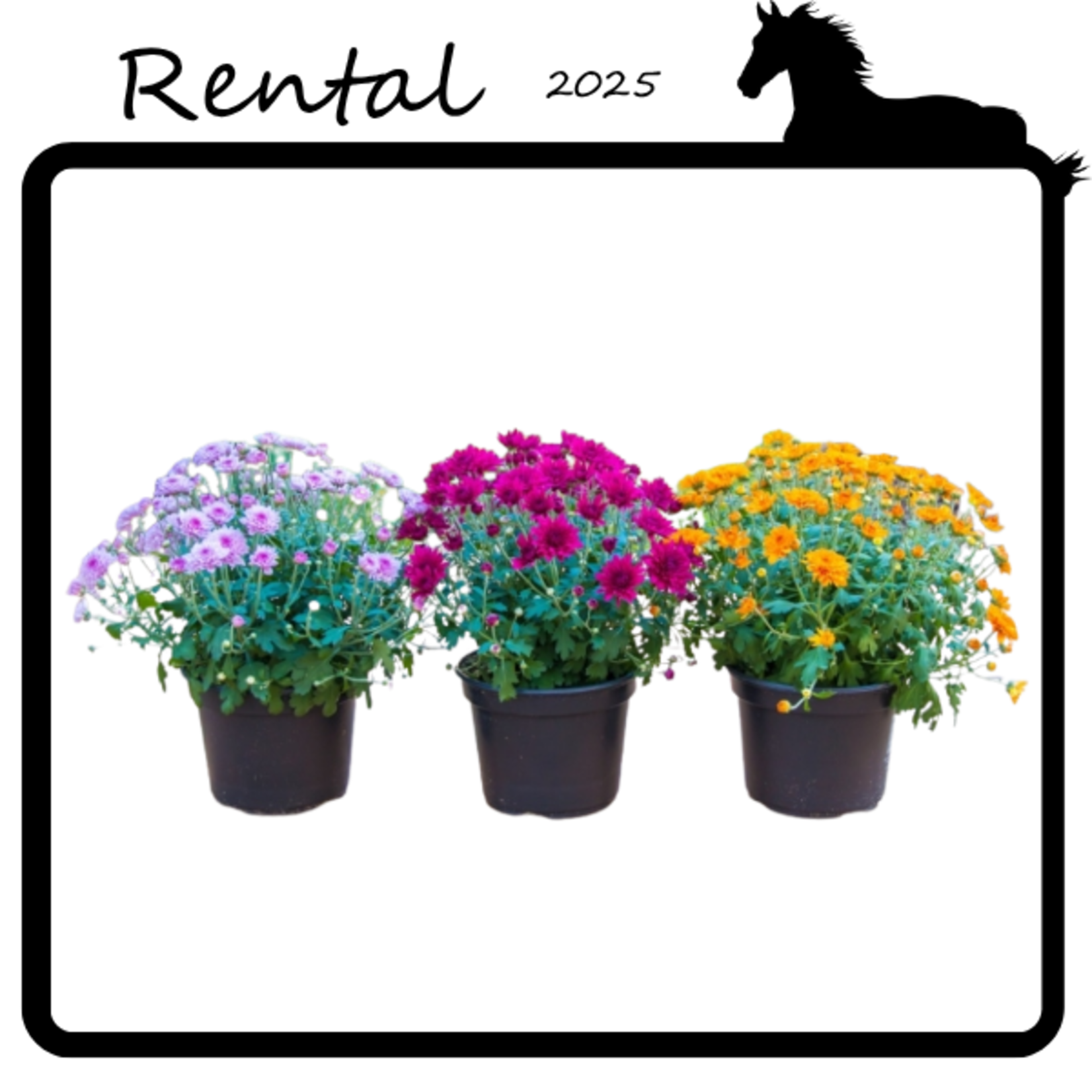 Rental - Potted Mum