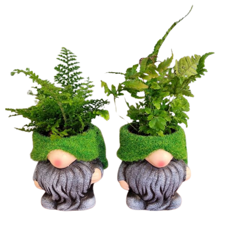 Fern in Mossy Gnome Planter