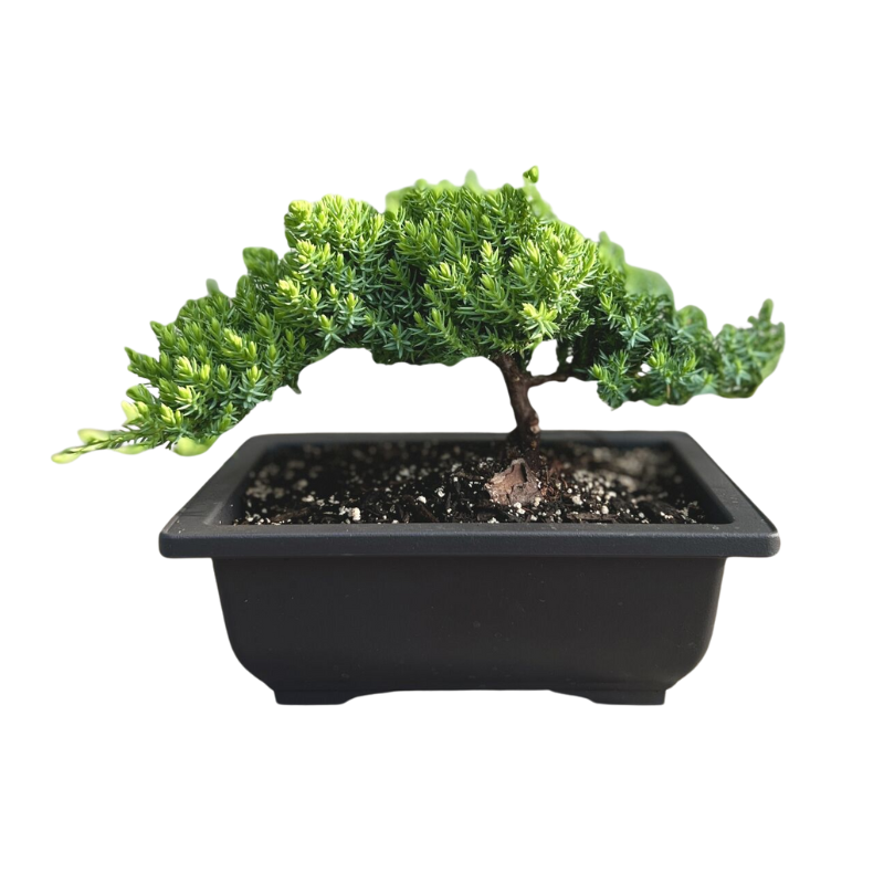 Japanese Juniper Bonsai