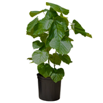Ficus umbellata 'Sweetheart'