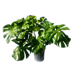 Monstera deliciosa Swiss Cheese Philodendron