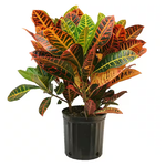 Codiaeum variegatum 'Petra' Croton
