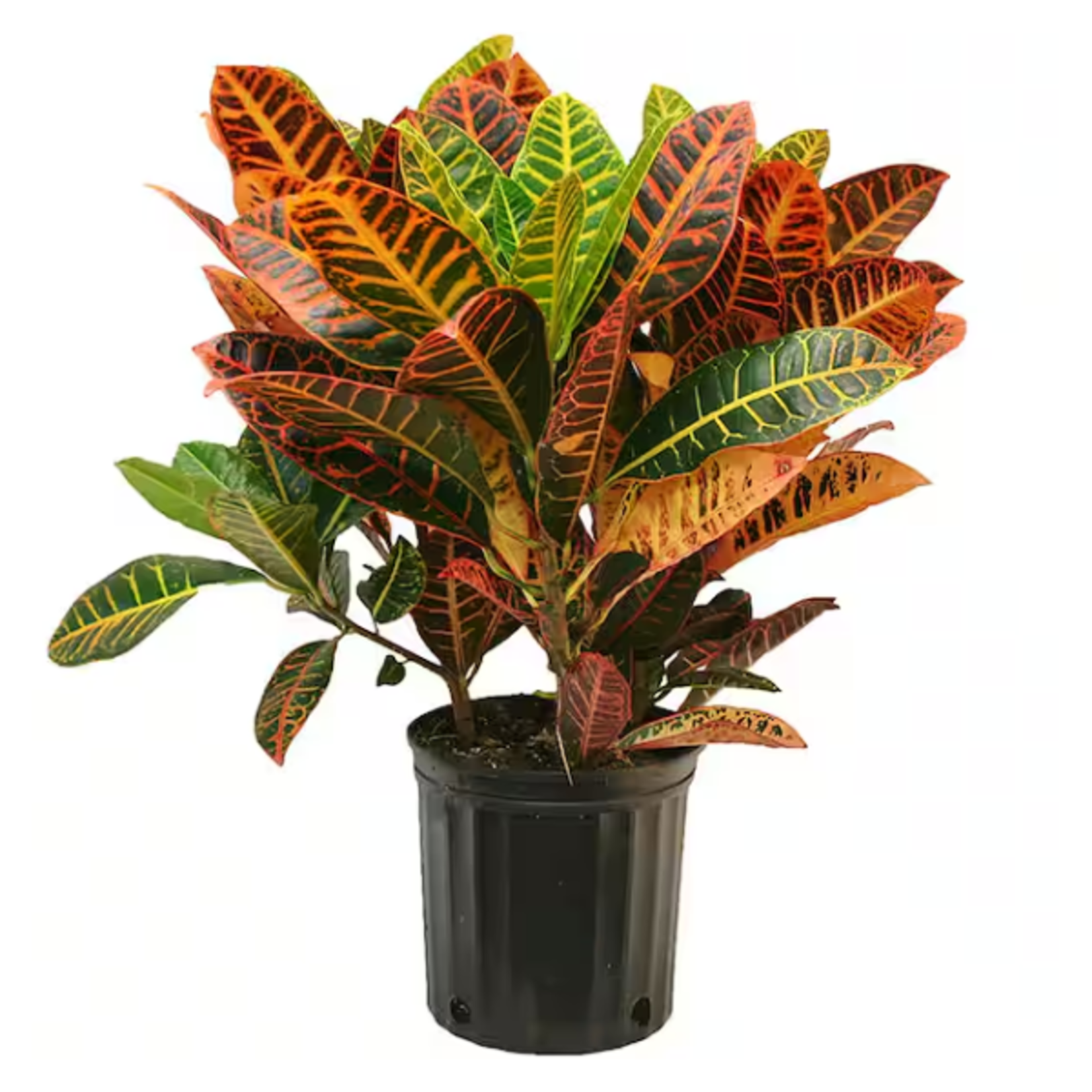 Codiaeum variegatum 'Petra' Croton