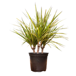 Dracaena marginata 'Kiwi' Dragon Tree