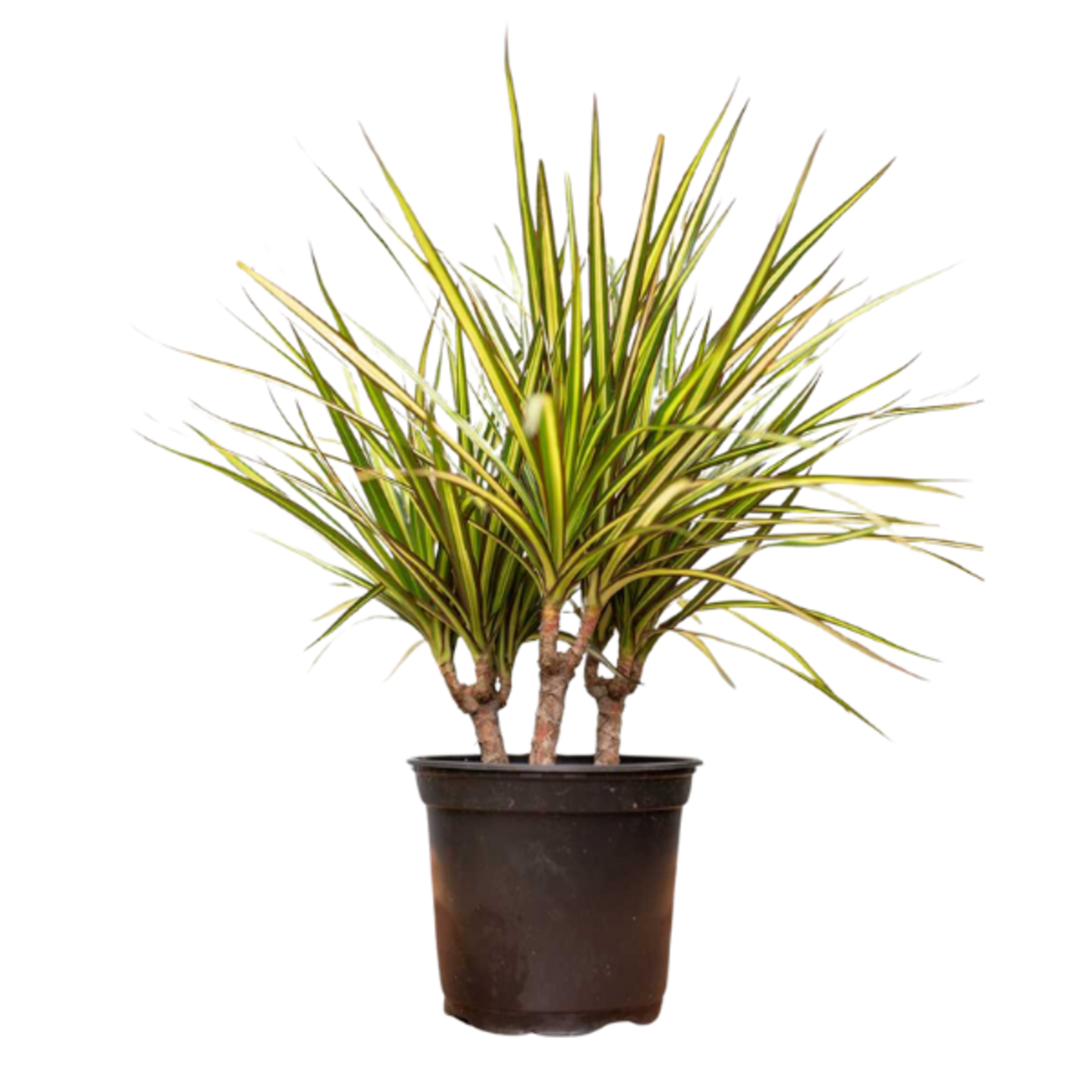 Dracaena marginata 'Kiwi' Dragon Tree