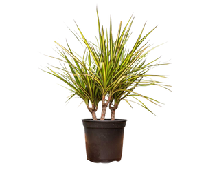 Dracaena marginata 'Kiwi' Dragon Tree - The Green Spot Brandon