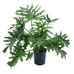 Thaumatophyllum bipinnatifidum 'Selloum'