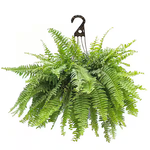 Nephrolepsis exaltata Boston Fern (Sword Fern)