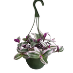 Tradescantia 'Nanouk'