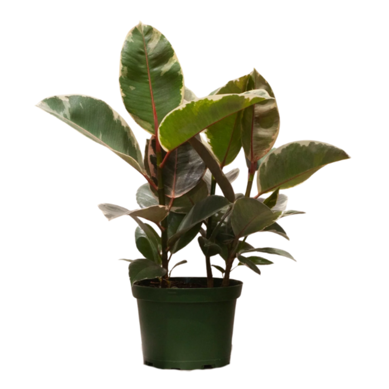 Ficus elastica 'Tineke'
