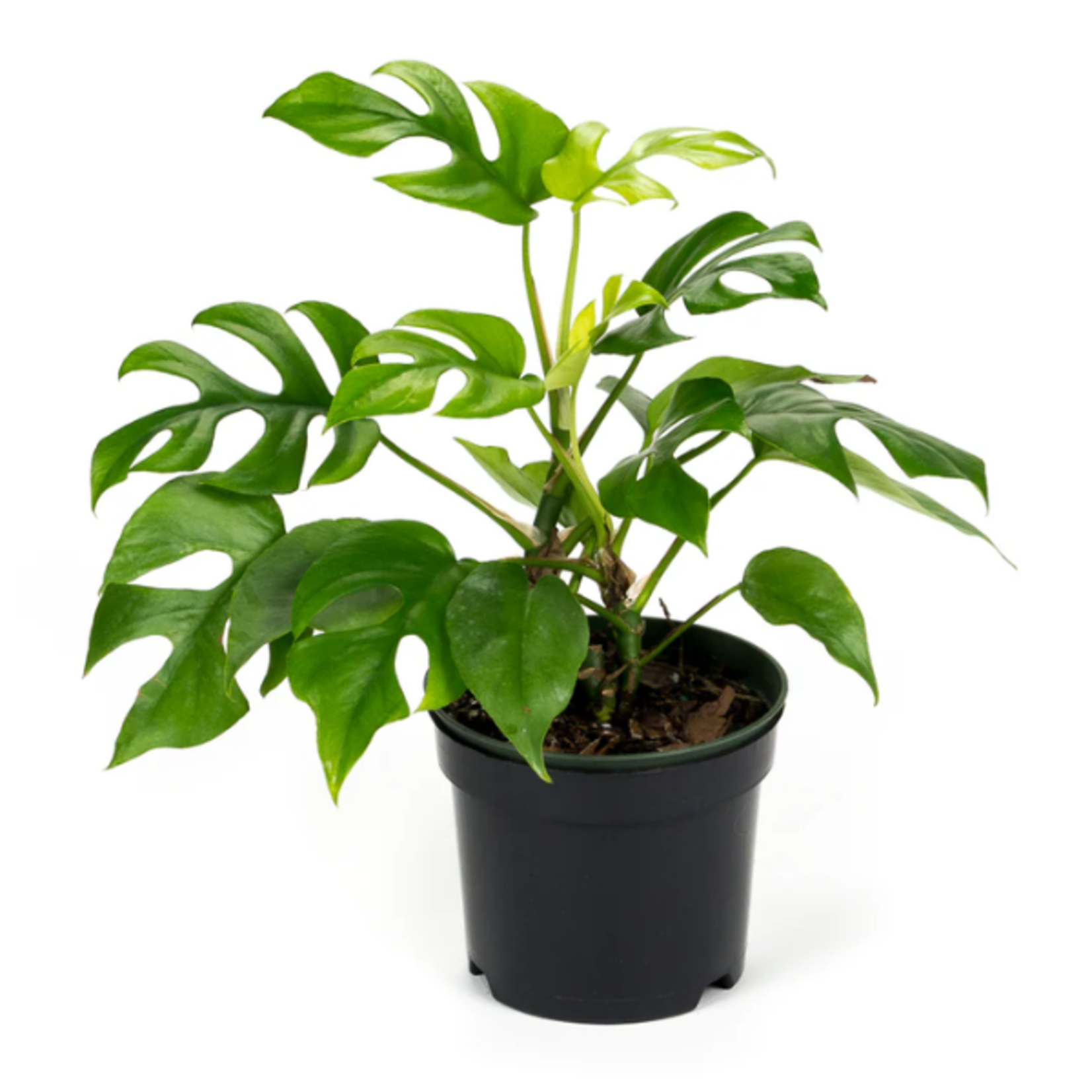 Monstera deliciosa Swiss Cheese Plant