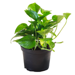 Epipremnum aureum 'Golden' Pothos
