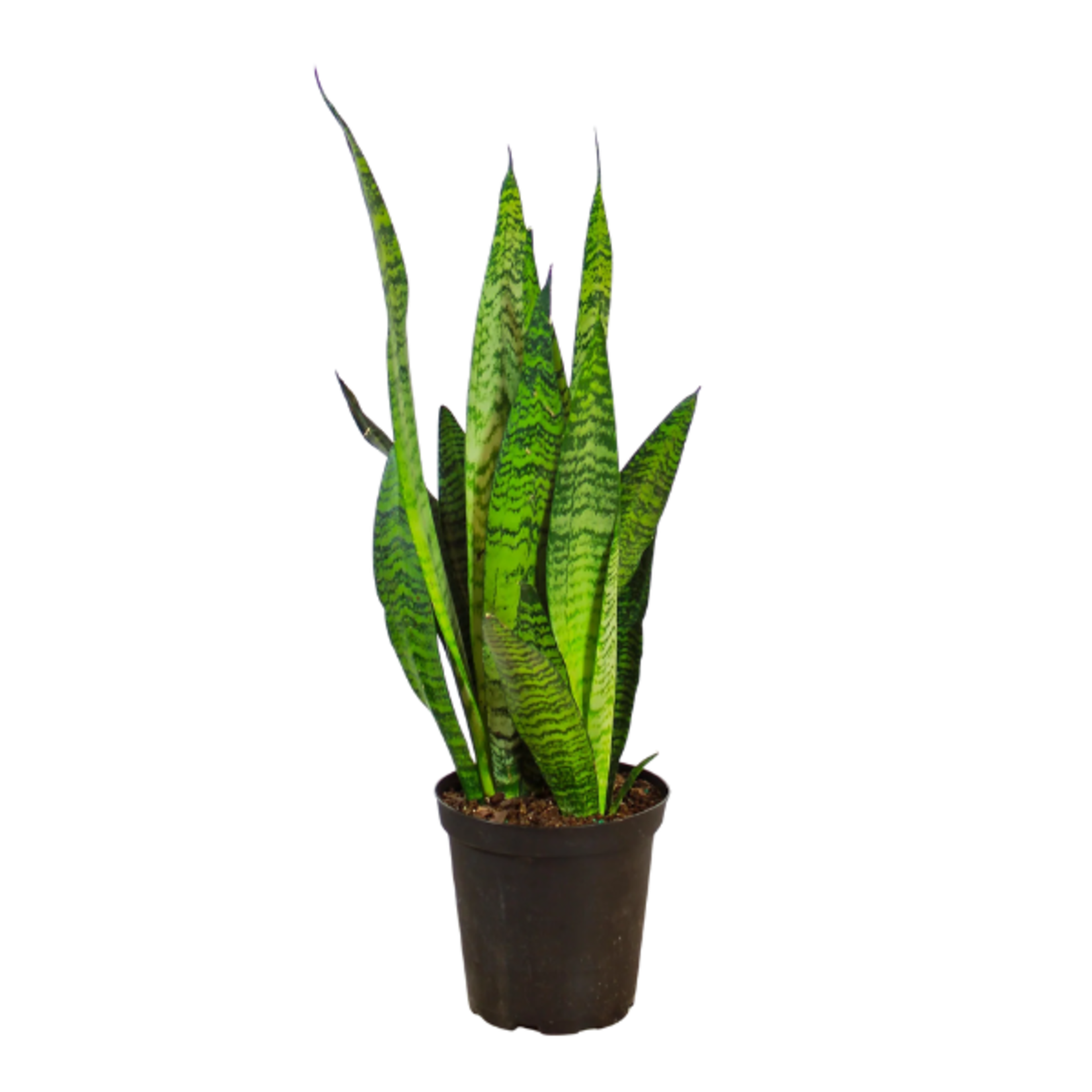 Sansevieria zeylanica Snake Plant