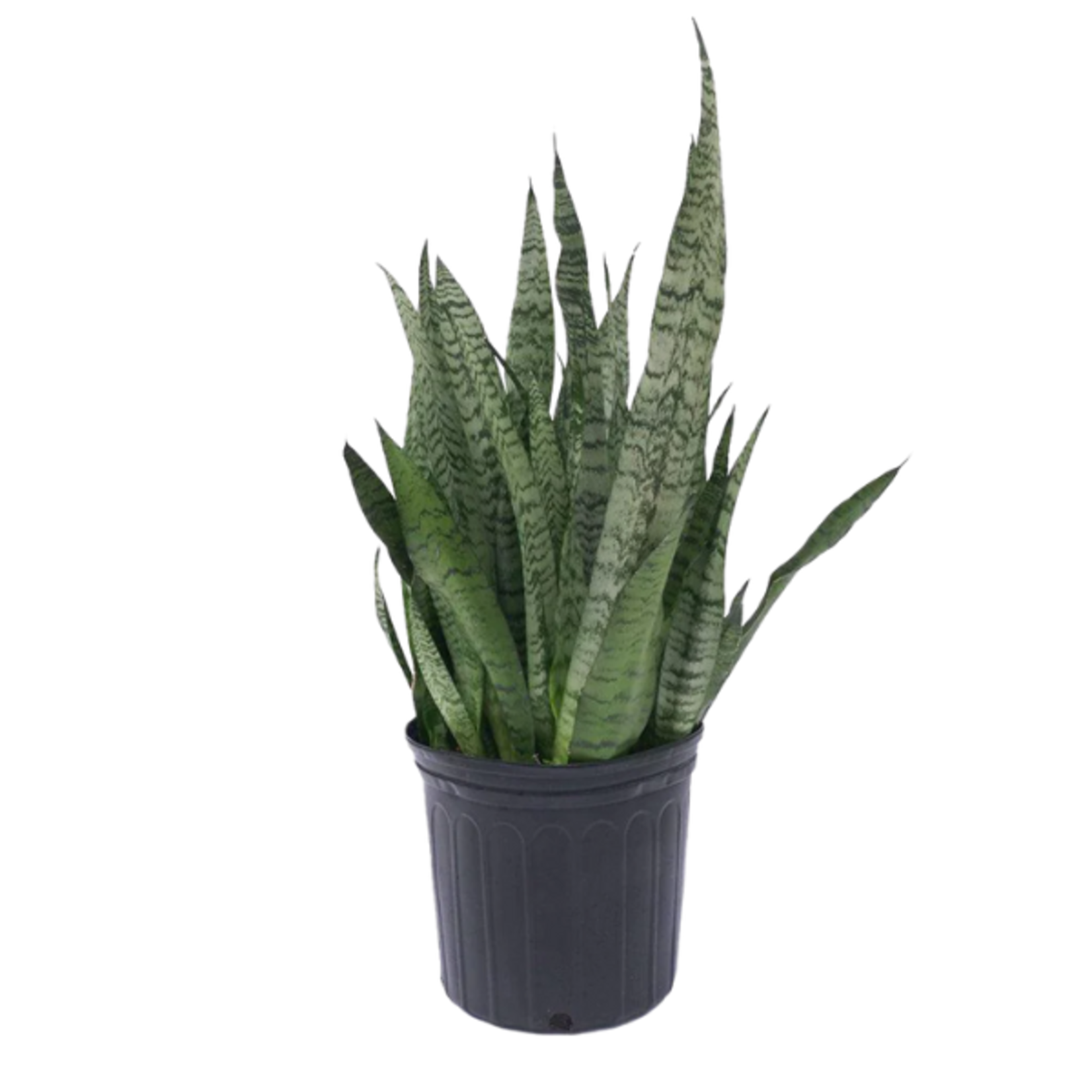 Sansevieria zeylanica Snake Plant