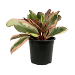 Peperomia clusiifolia 'Ginny'