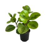 Peperomia obtusifolia 'Lemon Lime'