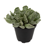Adromischus cristatus 'Key Lime Pie' Crinkle Leaf Plant
