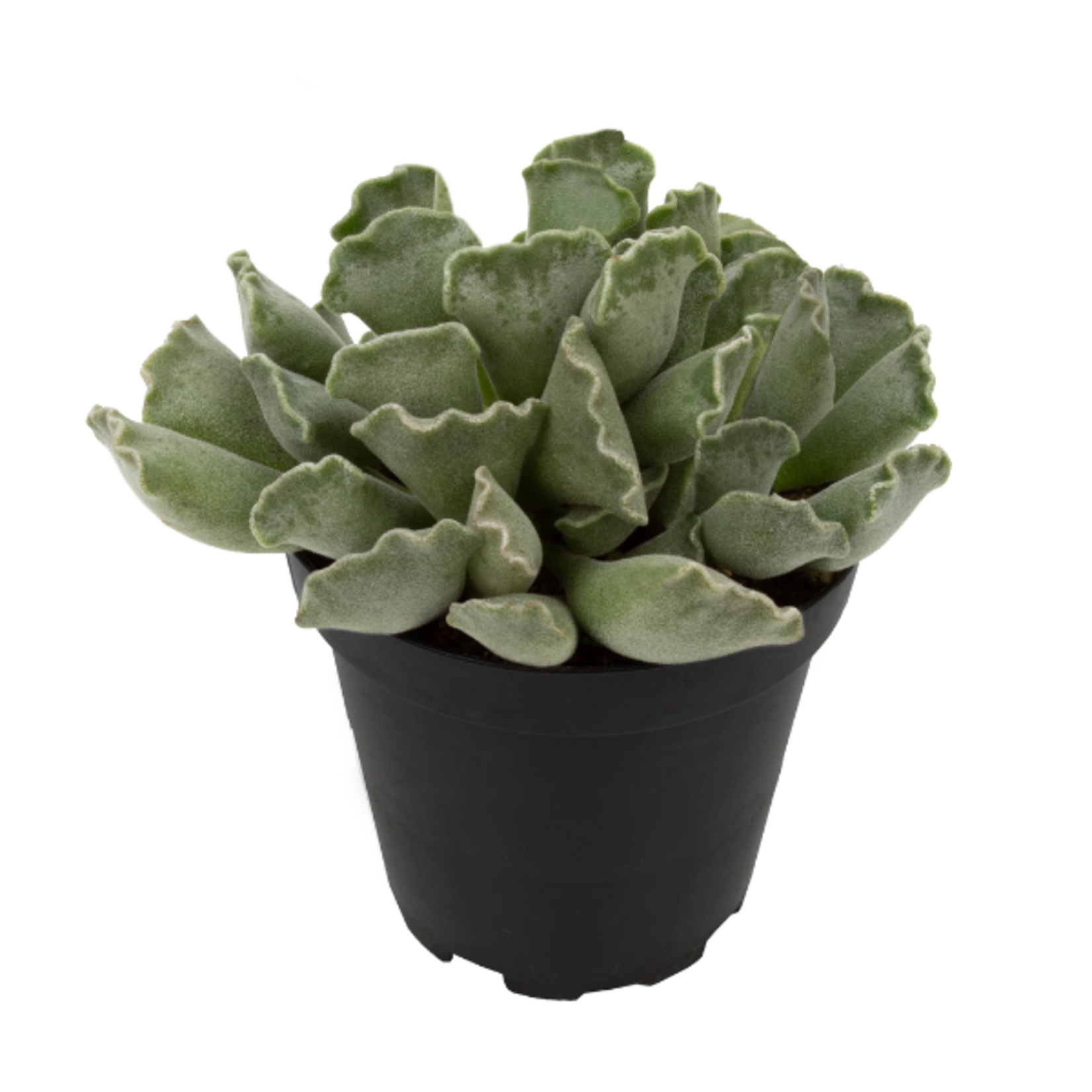 Adromischus cristatus 'Key Lime Pie' 4"Ø Crinkle Leaf Plant