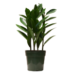 Zamioculcas zamiifolia ZZ Plant (Zanzibar Gem)