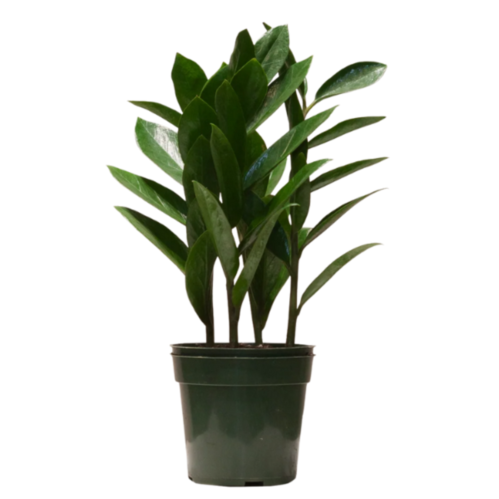Zamioculcas zamiifolia ZZ Plant (Zanzibar Gem)