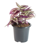 Tradescantia zebrina 'Purple Inch'