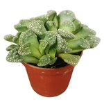 Titanopsis calcarea 'Concrete Leaf' Mimicry