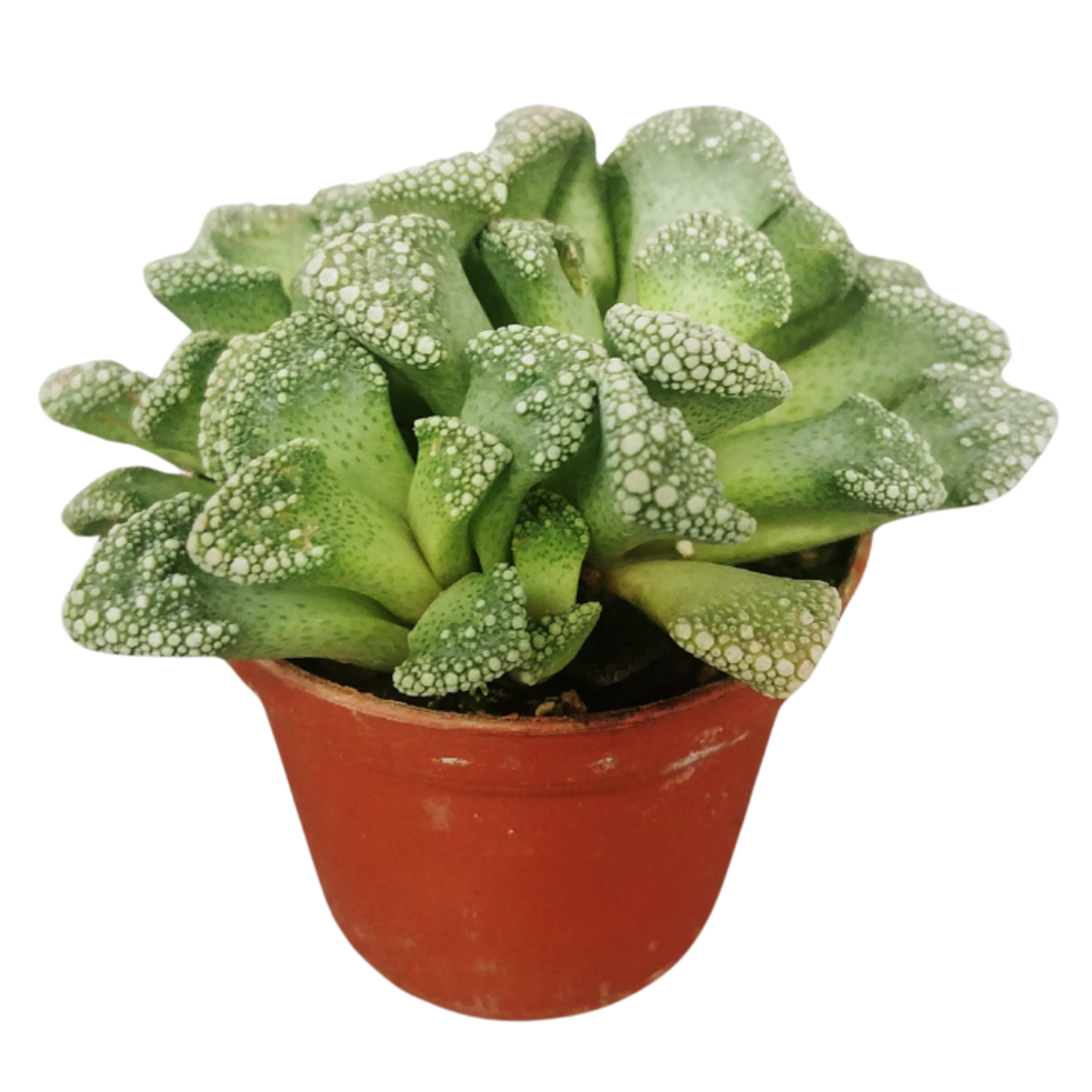 Titanopsis calcarea 'Concrete Leaf' Mimicry