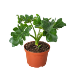 Thaumatophyllum bipinnatifidum Split Leaf Philodendron