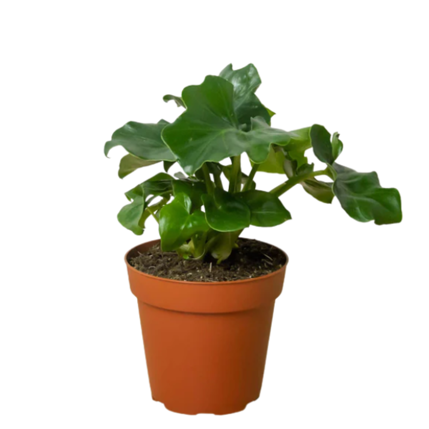 Thaumatophyllum bipinnatifidum Split Leaf Philodendron