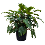 Thaumatophyllum bipinnatifidum 'Deja Vu' Philodendron