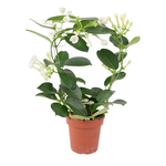 Stephanotis sp.