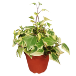 Senecio macroglossus Variegated Wax Ivy