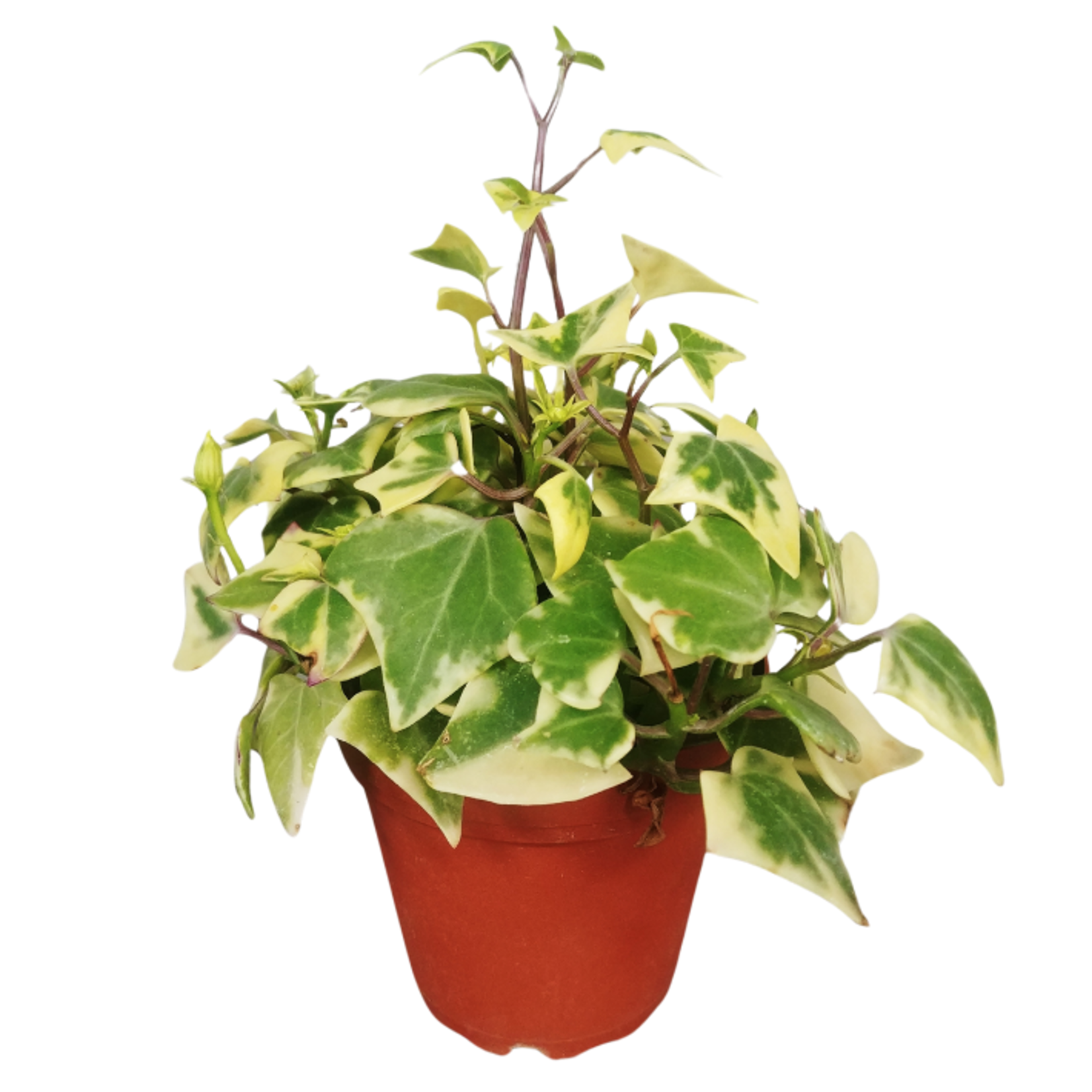 Senecio macroglossus Variegated Wax Ivy