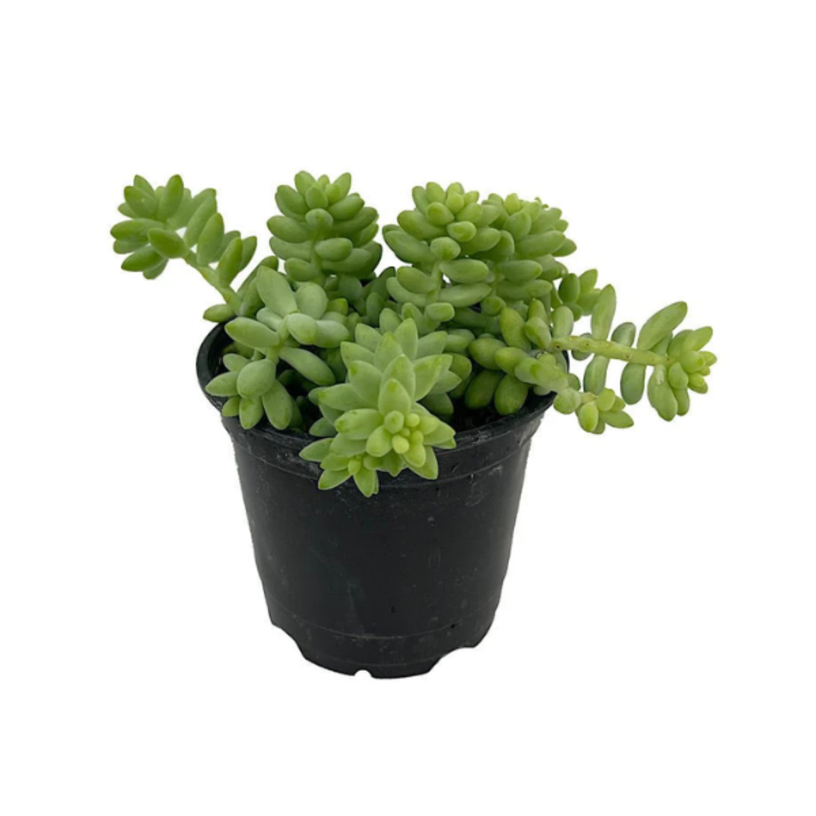 Sedum morganianum 'Burrito' 4"Ø trailing succulent