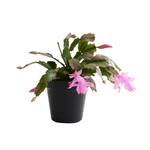 Schlumbergera x buckleyi Christmas Cactus (Zygo)
