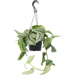 Scindapsus pictus 'Sterling' Velvet Pothos