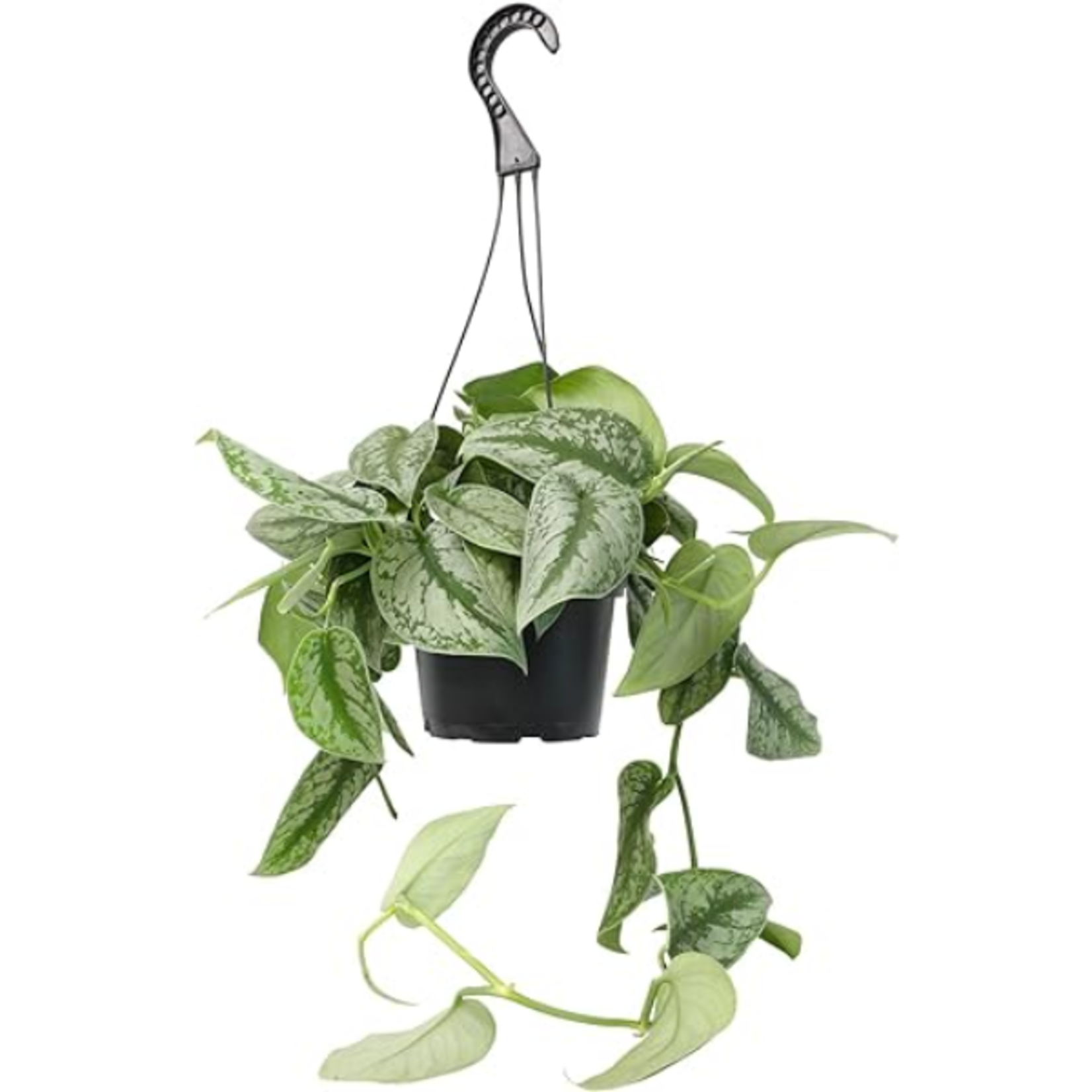Scindapsus pictus 'Sterling' Velvet Pothos