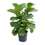Ficus lyrata 'Fiddle Leaf' Fig