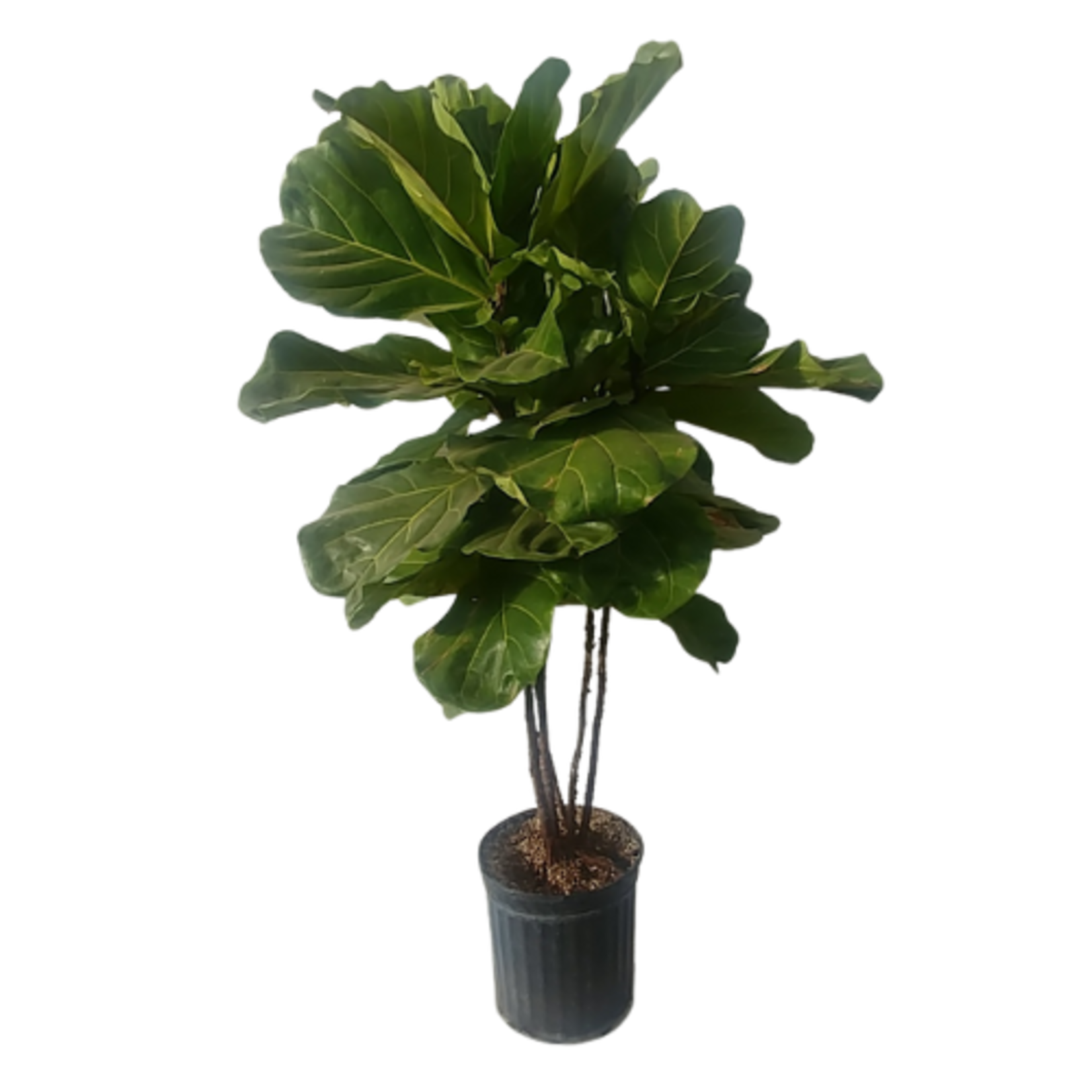 Ficus lyrata 'Fiddle Leaf' Fig