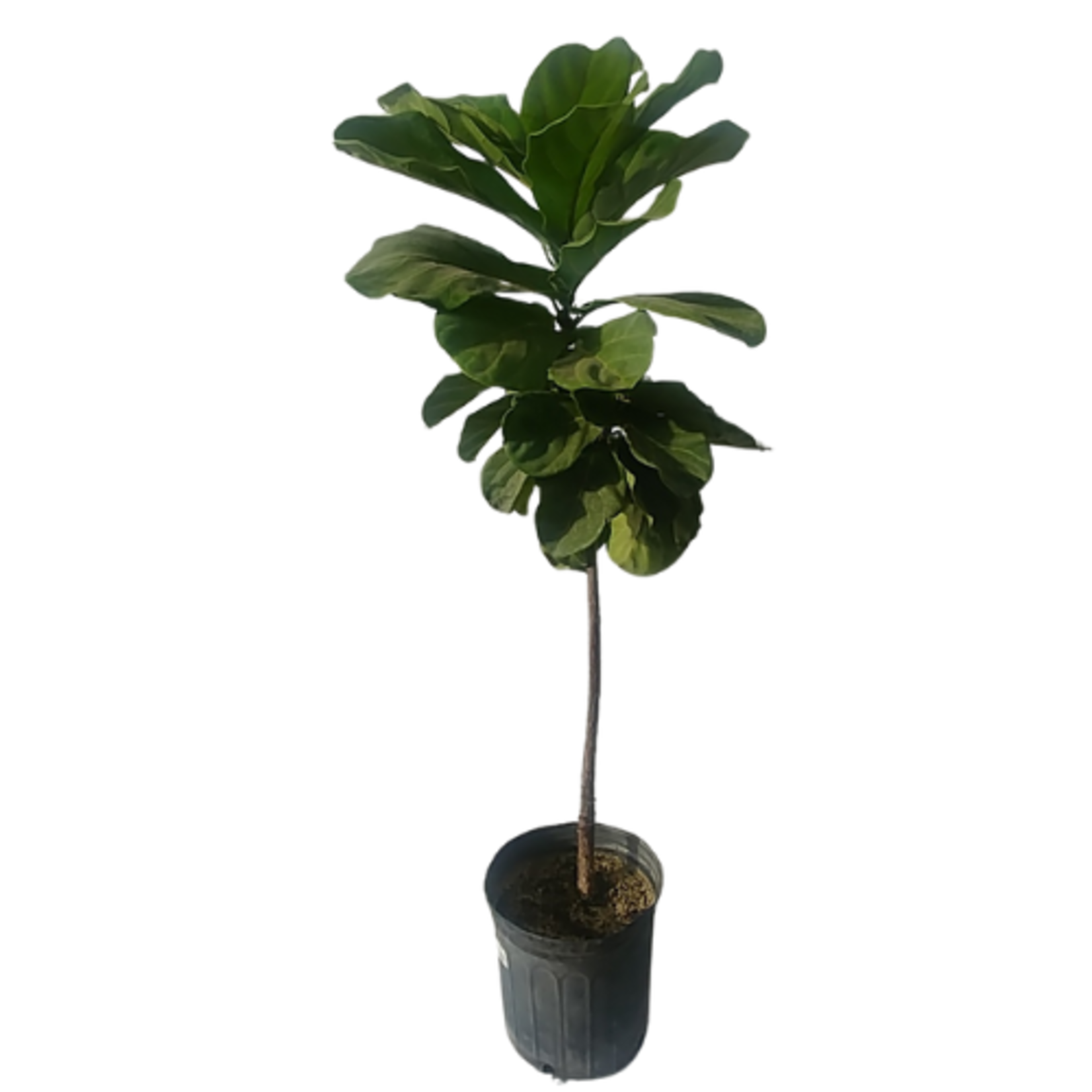 Ficus lyrata 'Fiddle Leaf' Fig